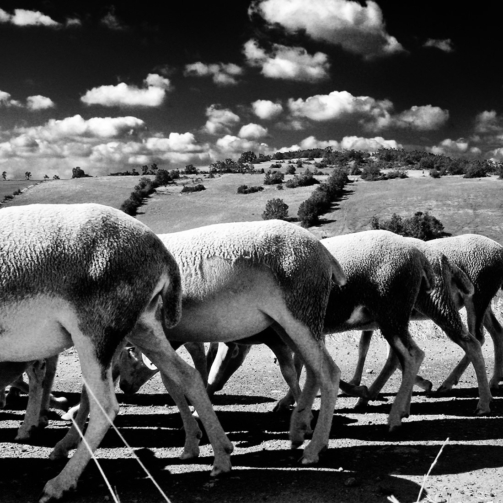 moutons